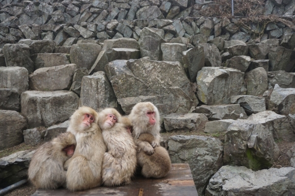 日本 旅遊 湯田中 長野 東京 地獄谷 溫泉 雪猴 