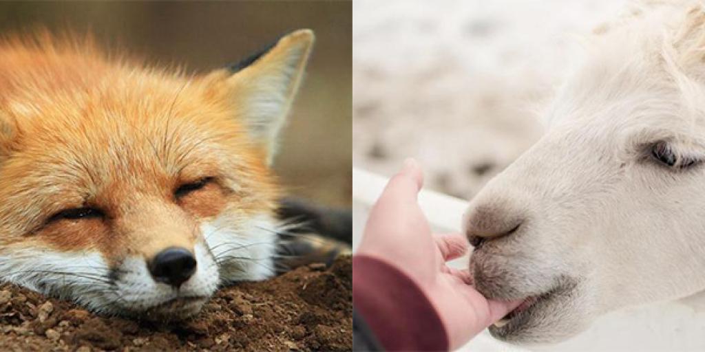 動物控要知！日本 5 個必愛動物景點