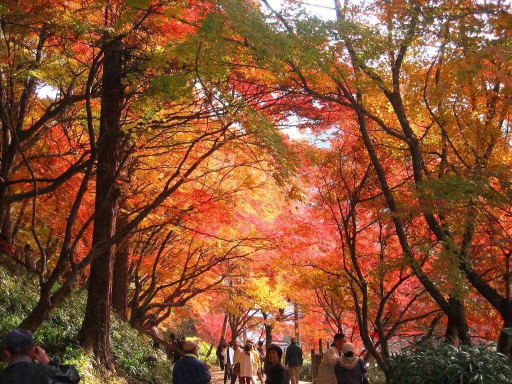 明治神宮外苑- 東京旅遊| U Travel 旅遊資訊網站