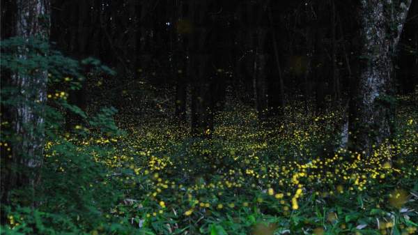 日本 岡山 螢火蟲 夜景 大自然 生態遊 金螢火蟲 夏天