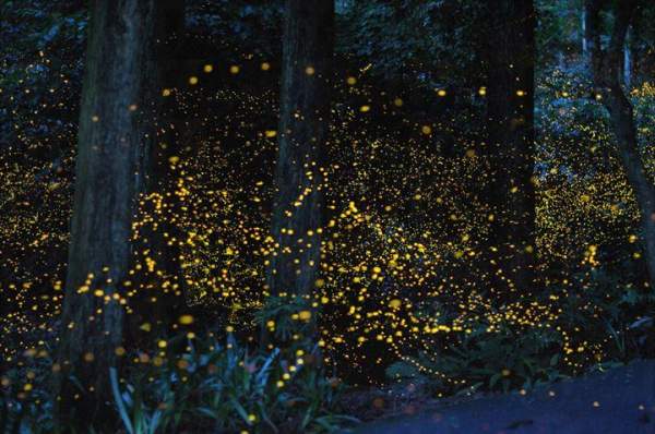 日本 岡山 螢火蟲 夜景 大自然 生態遊 金螢火蟲 夏天