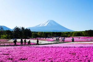 不一樣的東京之旅—輕井澤與富士山芝櫻祭