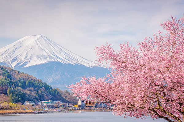 日本全國櫻花景點