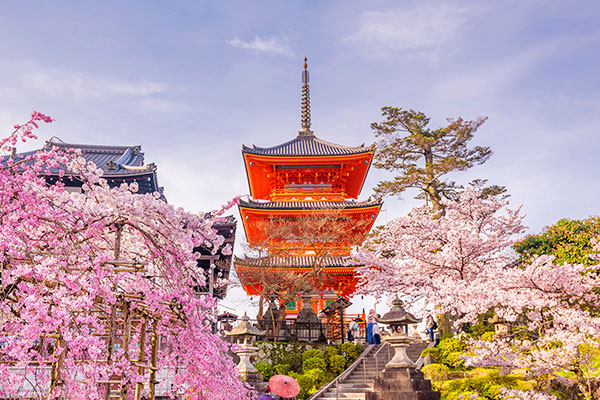 京都櫻花景點