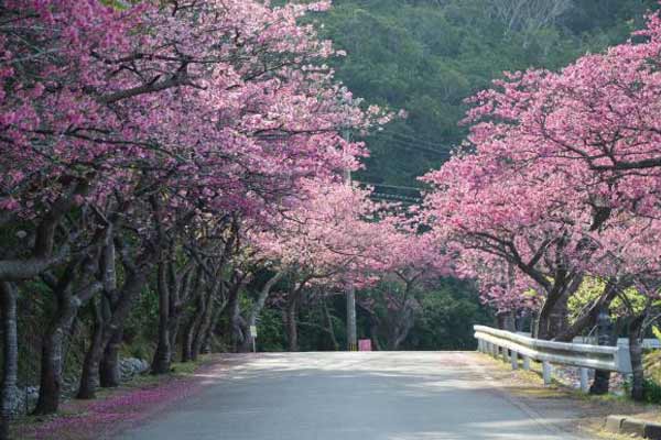 沖繩櫻花景點