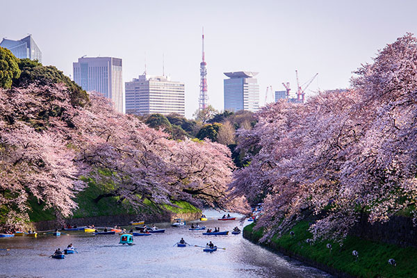 東京櫻花景點